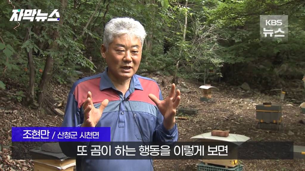 스압)지리산 반달가슴곰, 양봉 농가 꿀 빼먹었다 | 인스티즈