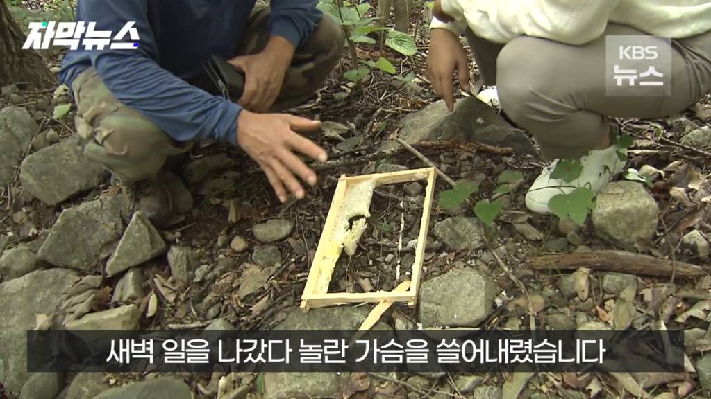 스압)지리산 반달가슴곰, 양봉 농가 꿀 빼먹었다 | 인스티즈