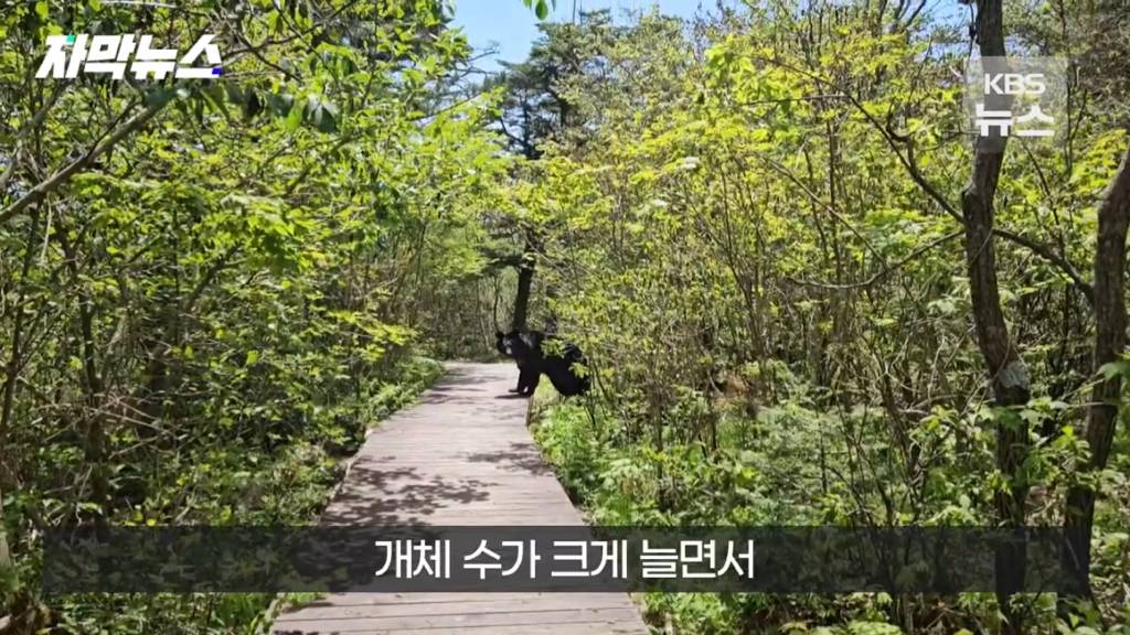스압)지리산 반달가슴곰, 양봉 농가 꿀 빼먹었다 | 인스티즈