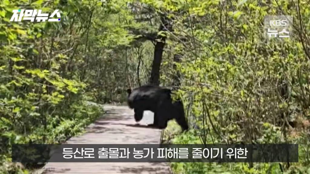 스압)지리산 반달가슴곰, 양봉 농가 꿀 빼먹었다 | 인스티즈