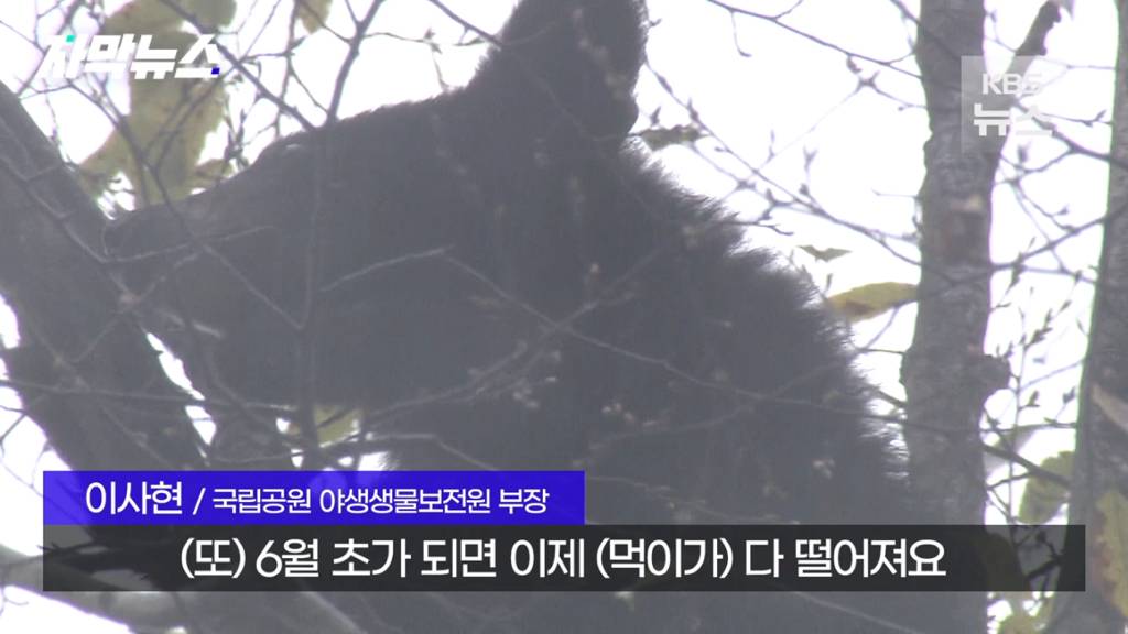 스압)지리산 반달가슴곰, 양봉 농가 꿀 빼먹었다 | 인스티즈