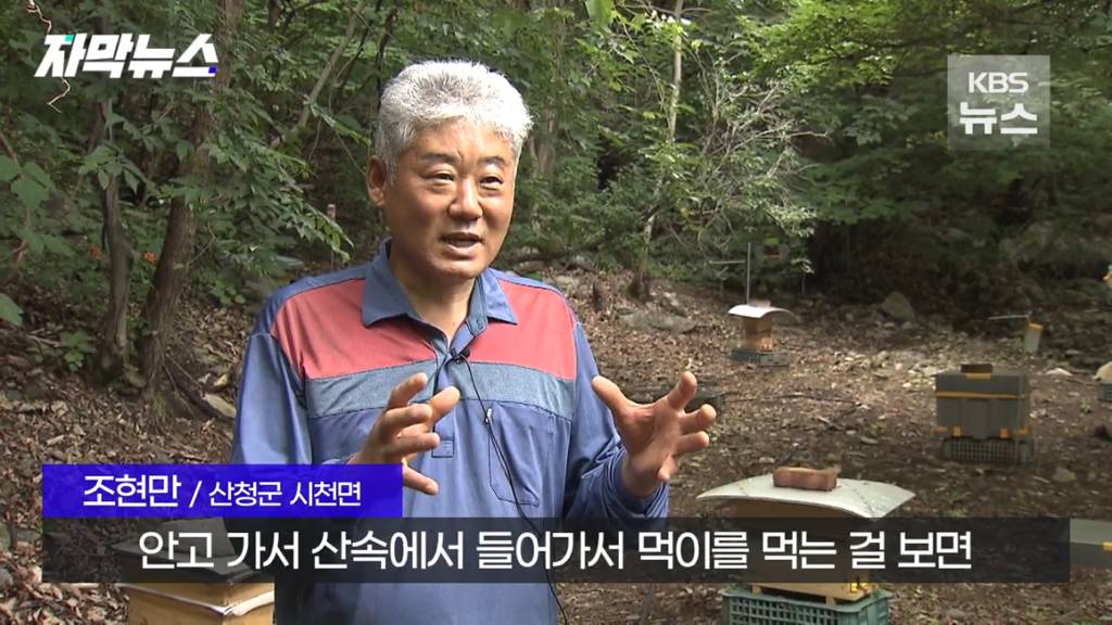 스압)지리산 반달가슴곰, 양봉 농가 꿀 빼먹었다 | 인스티즈