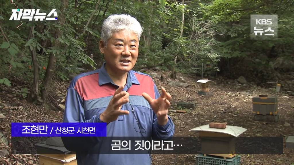 스압)지리산 반달가슴곰, 양봉 농가 꿀 빼먹었다 | 인스티즈