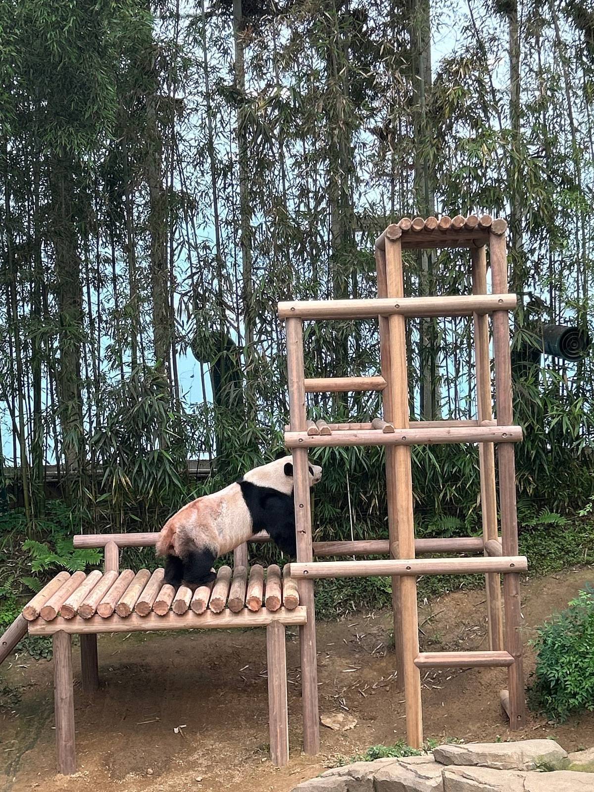 러바오🐼 어라? 신축인데 왜 벌써 바닥이 주저앉았지? | 인스티즈