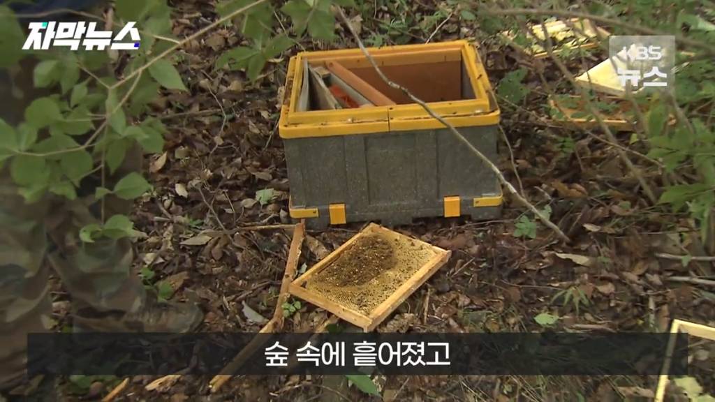 스압)지리산 반달가슴곰, 양봉 농가 꿀 빼먹었다 | 인스티즈