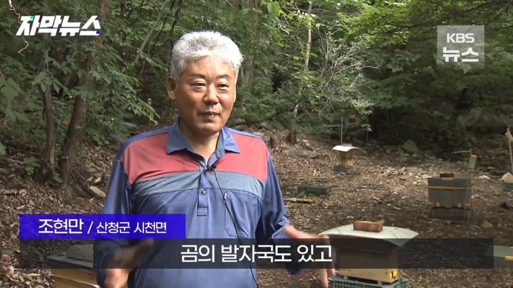 스압)지리산 반달가슴곰, 양봉 농가 꿀 빼먹었다 | 인스티즈