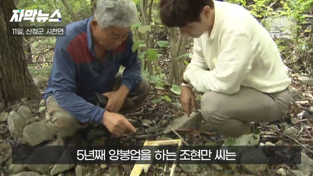 스압)지리산 반달가슴곰, 양봉 농가 꿀 빼먹었다 | 인스티즈