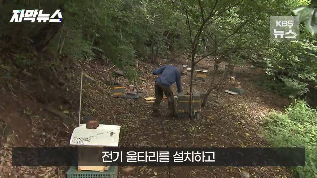 스압)지리산 반달가슴곰, 양봉 농가 꿀 빼먹었다 | 인스티즈