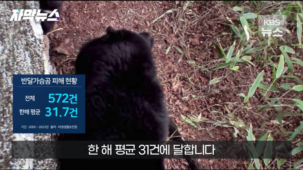 스압)지리산 반달가슴곰, 양봉 농가 꿀 빼먹었다 | 인스티즈