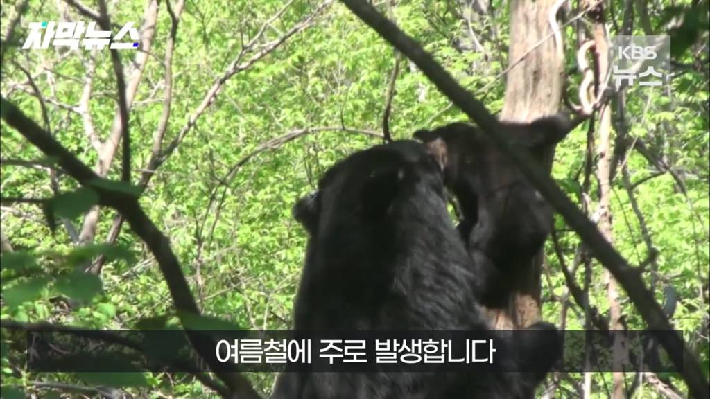 스압)지리산 반달가슴곰, 양봉 농가 꿀 빼먹었다 | 인스티즈