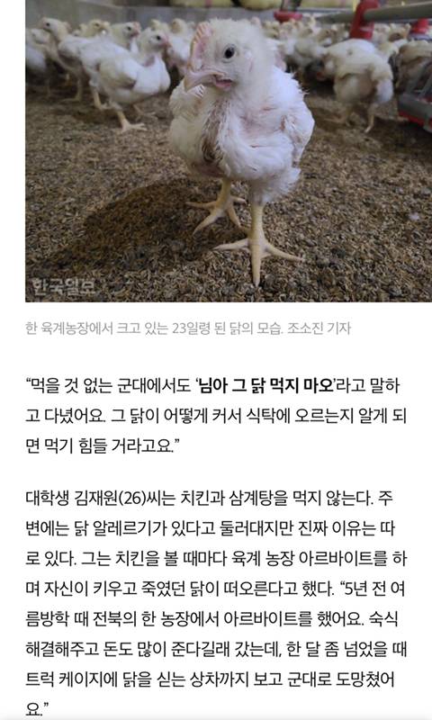 어젯밤 당신이 먹은 치킨은 한 달 동안 못 잔 닭이다 | 인스티즈