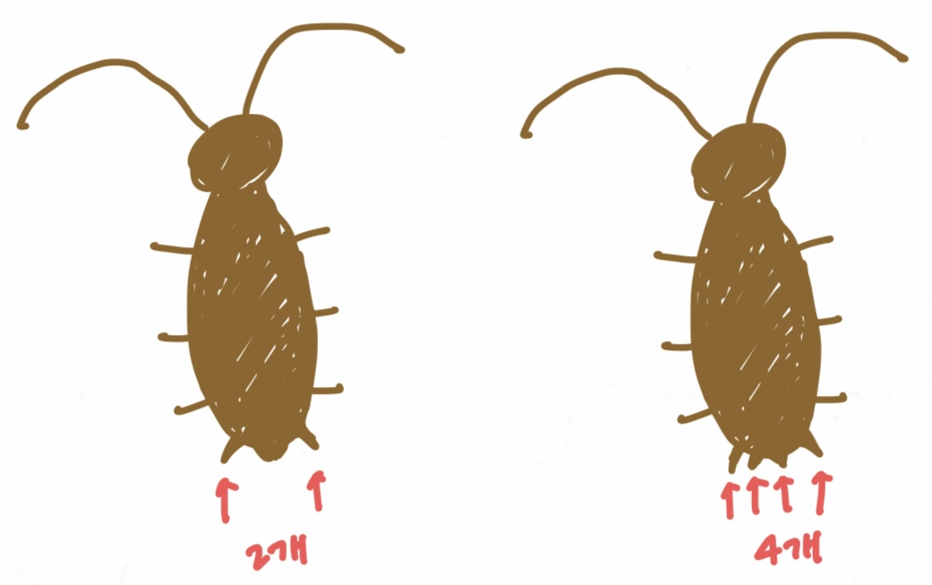 바퀴벌레 유입인지 아닌지 확인하는 법 알려줄게 (그림 있어) | 인스티즈