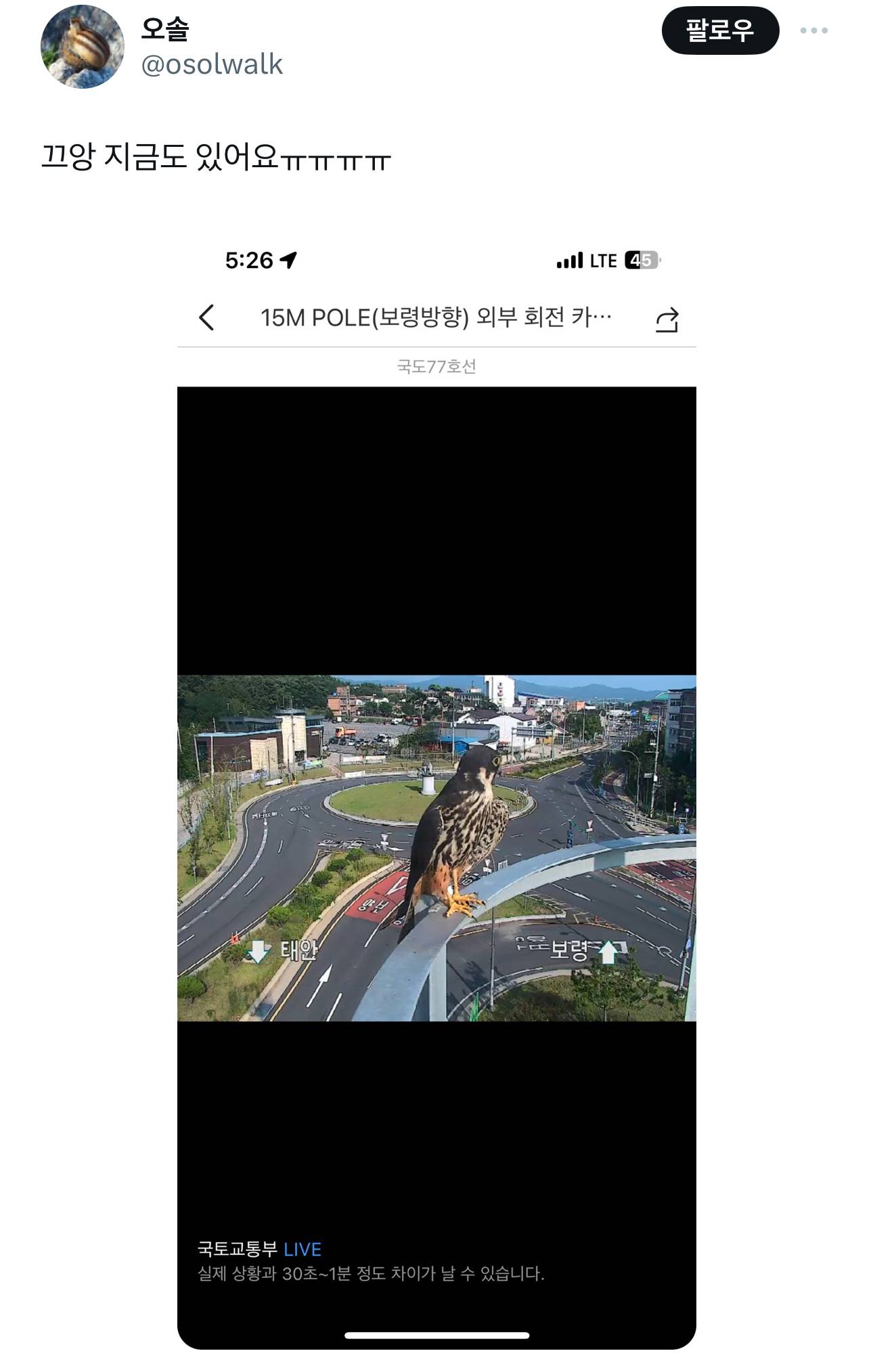 보령해저터널홍보관 앞 cctv에 새호리기가 자주 와서 쉬고 갑니다 다들 손해보시지 마시고 개꿀탐조 하시길 | 인스티즈