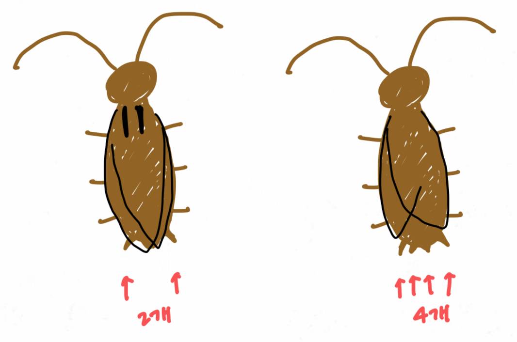 바퀴벌레 유입인지 아닌지 확인하는 법 알려줄게 (그림 있어) | 인스티즈