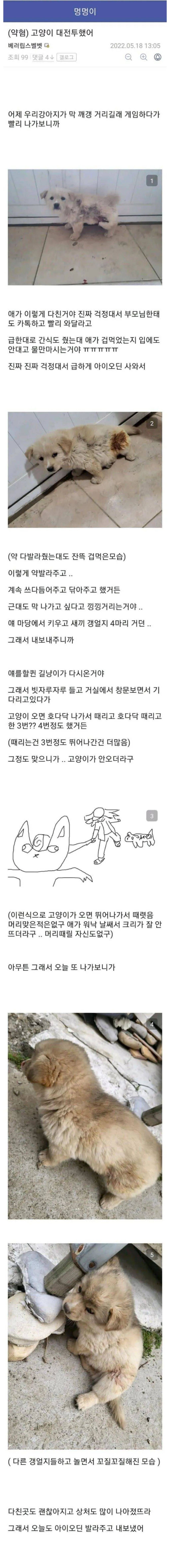 키우던 강아지가 길냥이에게 공격받아서 길냥이랑 대전투한 사람 | 인스티즈