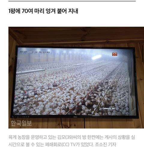 어젯밤 당신이 먹은 치킨은 한 달 동안 못 잔 닭이다 | 인스티즈