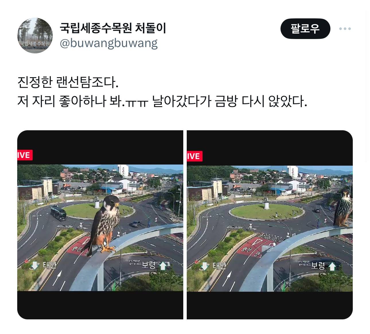 보령해저터널홍보관 앞 cctv에 새호리기가 자주 와서 쉬고 갑니다 다들 손해보시지 마시고 개꿀탐조 하시길 | 인스티즈