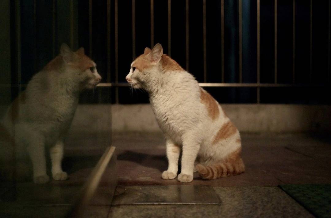 체리필터 낭만고양이 가사 슬픈 달글 | 인스티즈