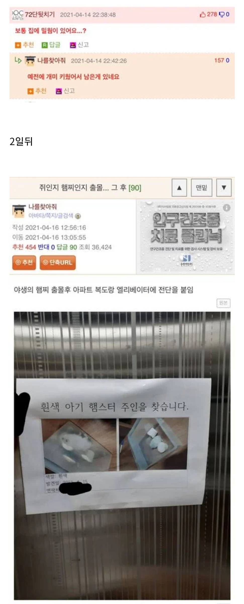 집에서 쥐가 나왔는데 햄스터 같기도 하고 | 인스티즈