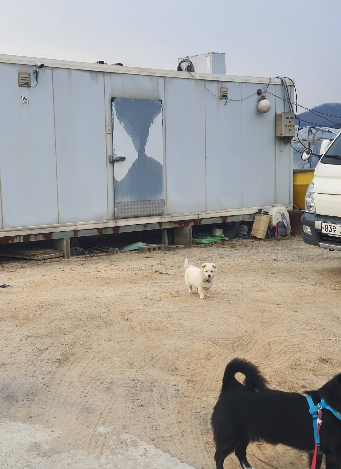 동네 친한 강아지 새끼낳았는데 나 자꾸 따라다녀 (동물농장/ 사진많음) +사진추가 | 인스티즈