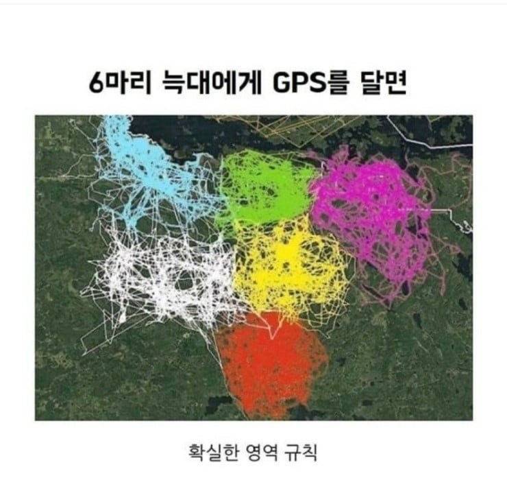 6마리 늑대에게 GPS를 달아봤다 | 인스티즈