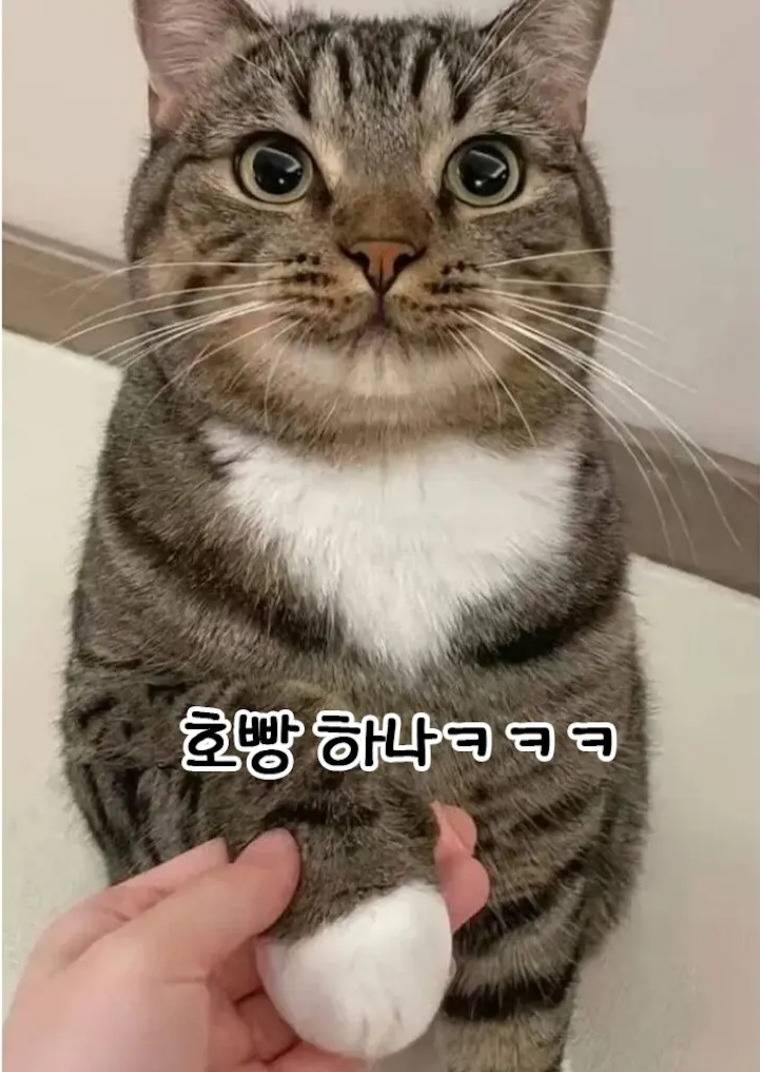 호빵이 두개 있는 고양이 | 인스티즈