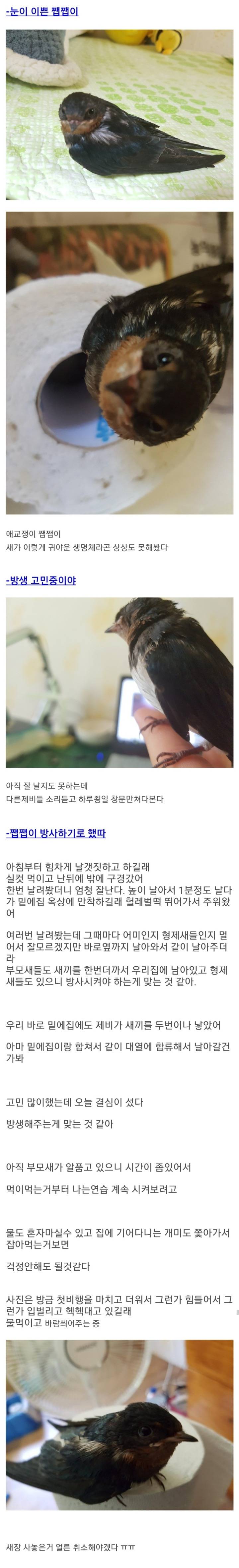 둥지에서 버려진 제비 구조한 후기🪺 | 인스티즈