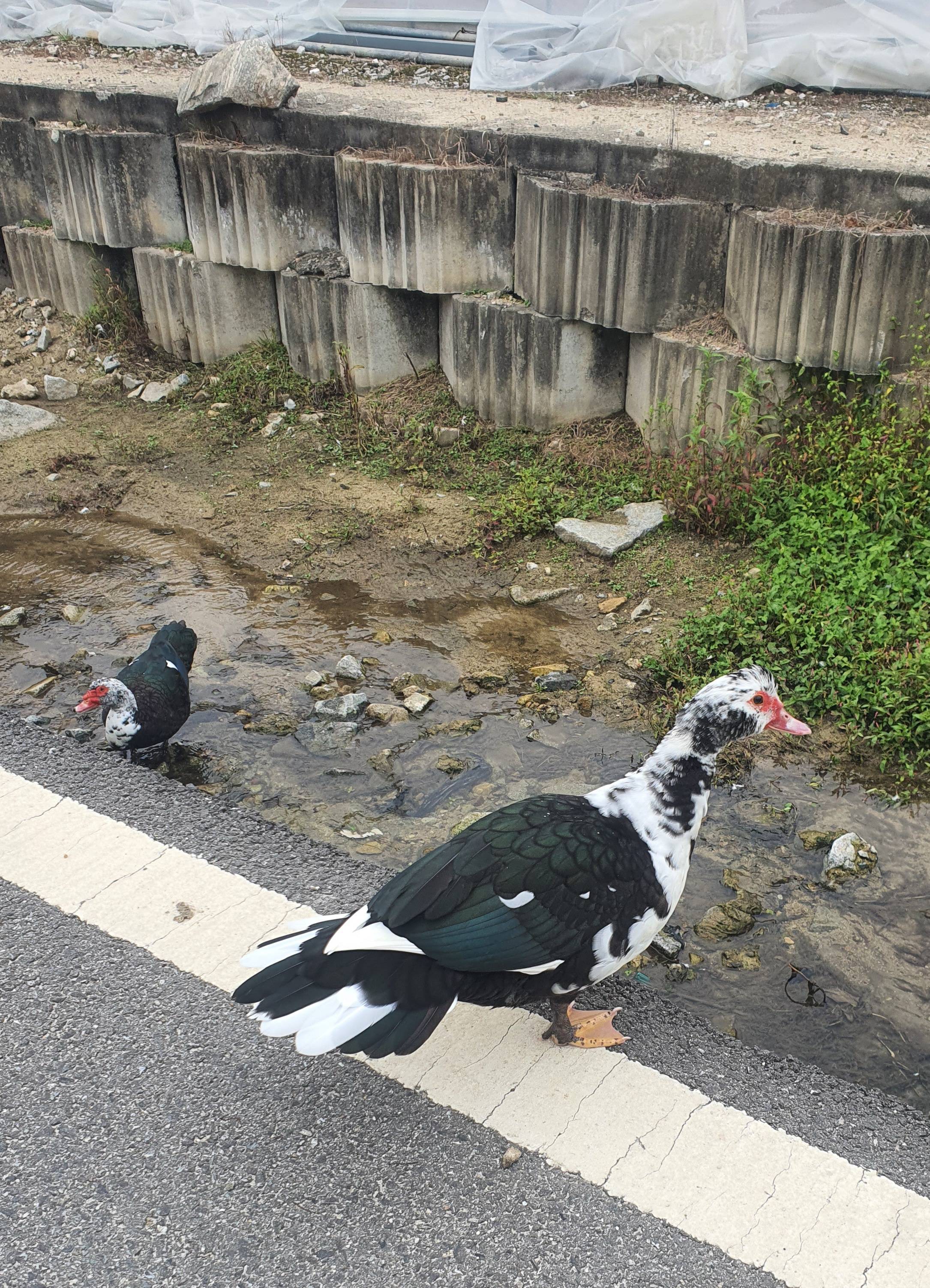 동네 친한 강아지 새끼낳았는데 나 자꾸 따라다녀 (동물농장/ 사진많음) +사진추가 | 인스티즈