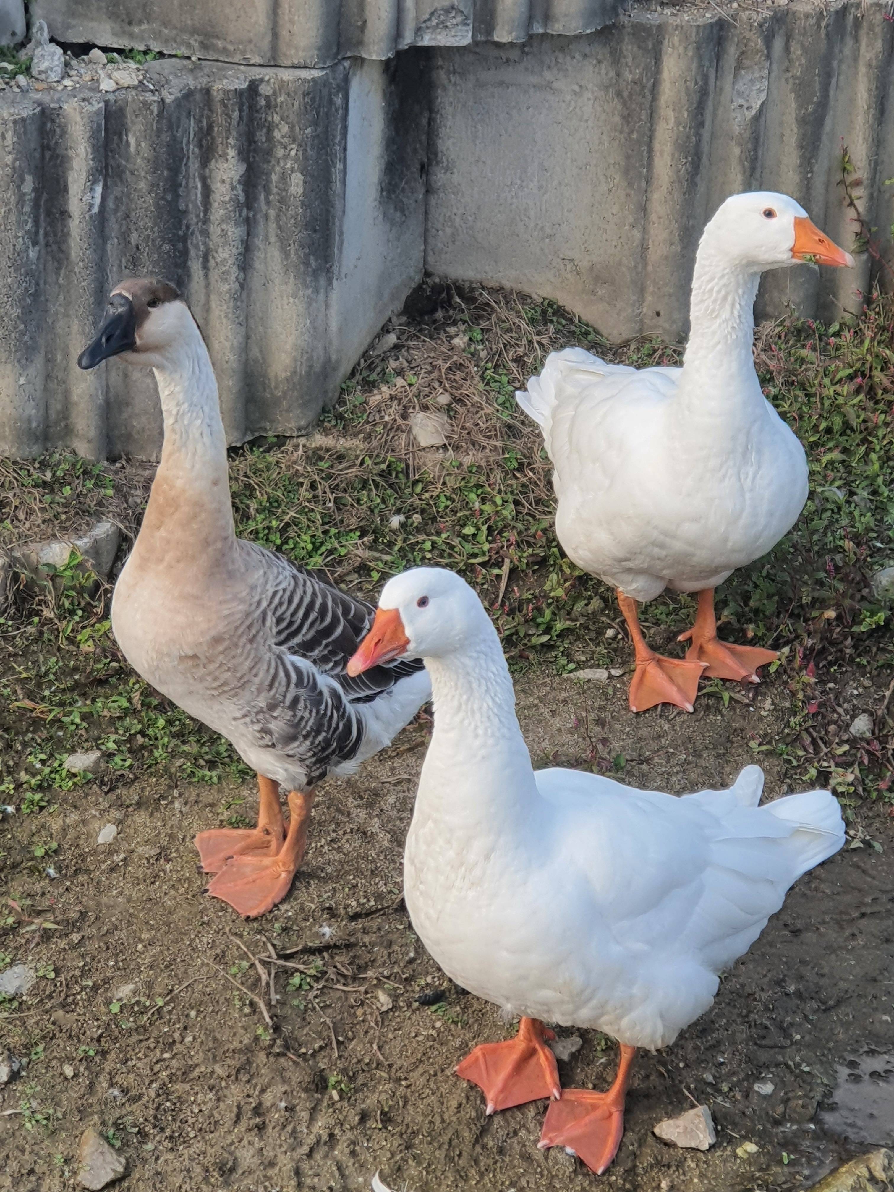 동네 친한 강아지 새끼낳았는데 나 자꾸 따라다녀 (동물농장/ 사진많음) +사진추가 | 인스티즈