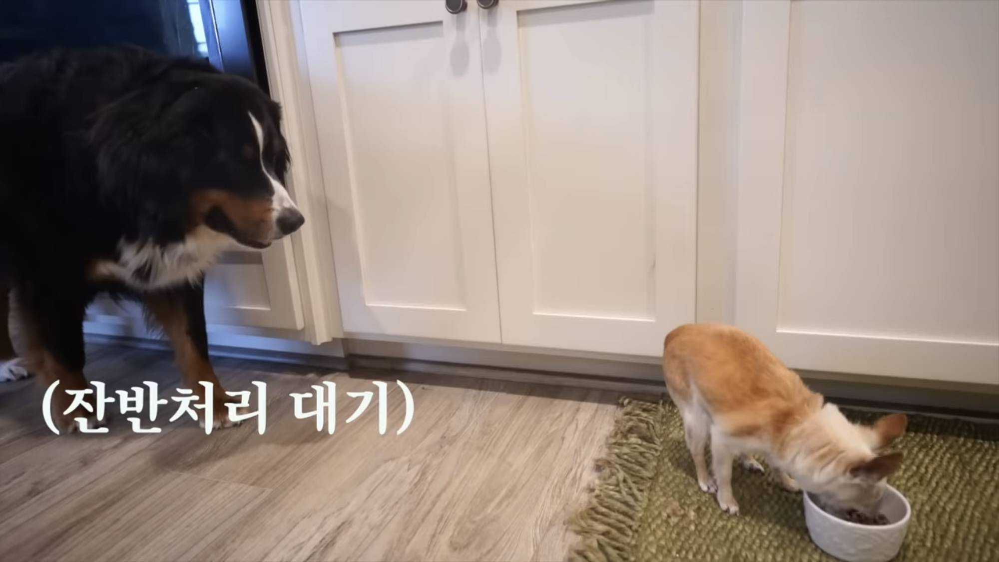 대형견들과 함께 사는 치와와 | 인스티즈