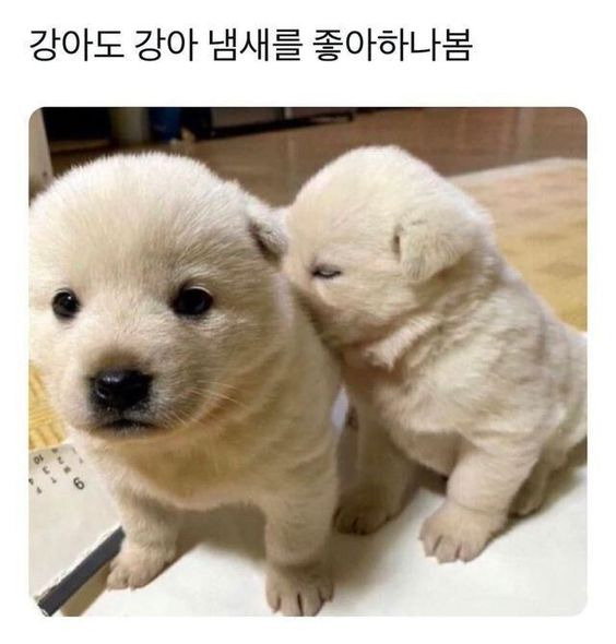 강아도 강아 냄새를 좋아하나 봄.jpg | 인스티즈