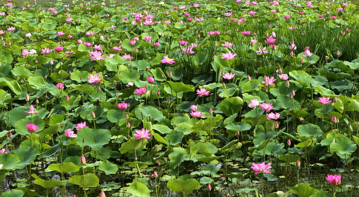 700년 만에 피어난 고려시대의 연꽃 | 인스티즈