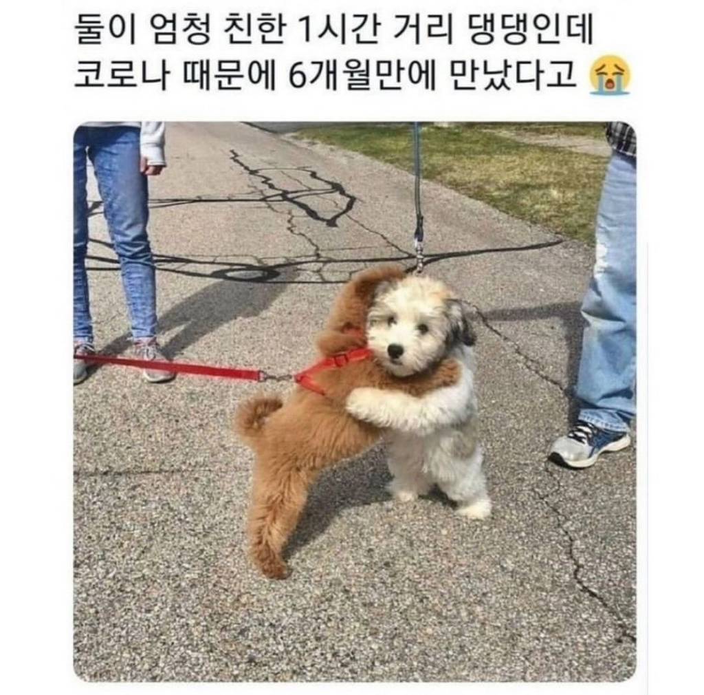 6개월만에 상봉한 절친 강쥐들.jpg | 인스티즈