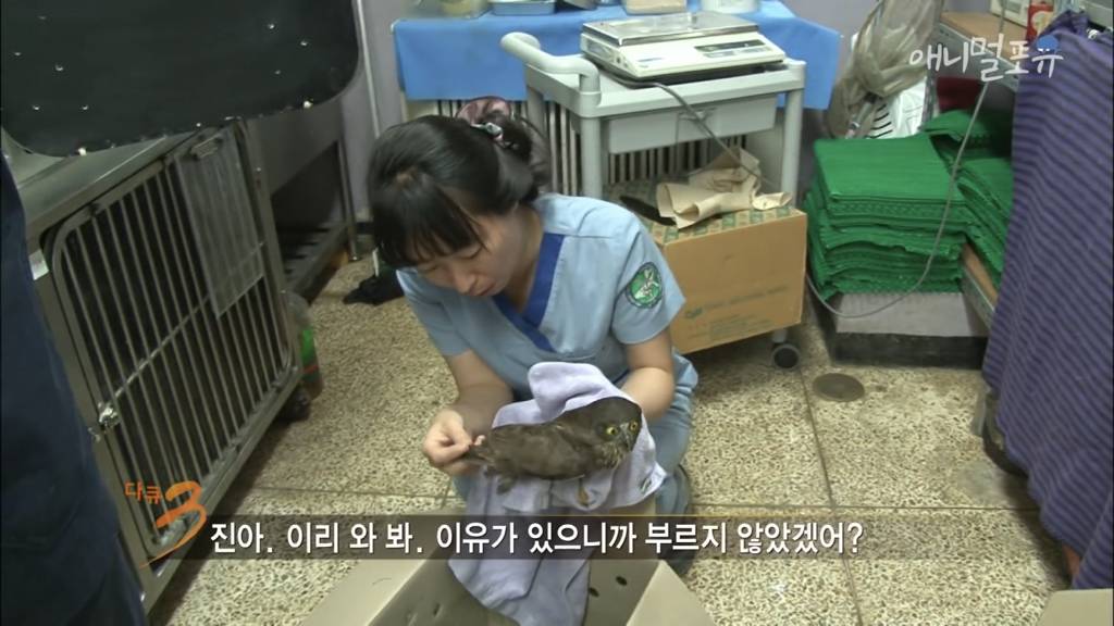 [다큐3일] 대학 동물병원의 72시간 | 인스티즈