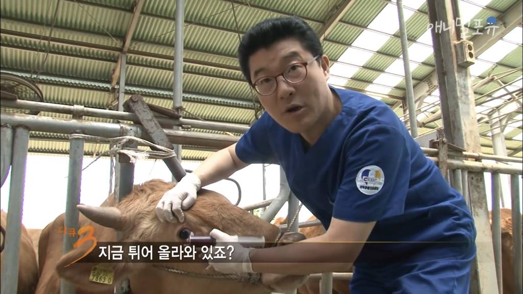 [다큐3일] 대학 동물병원의 72시간 | 인스티즈