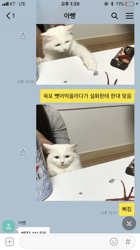 아빠가 고양이 사진 보내라고 또 협박 들어옴 | 인스티즈