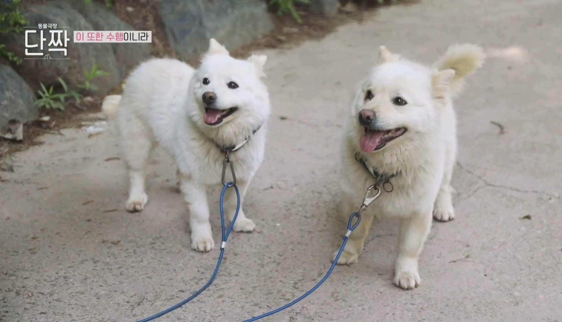 평화롭고 귀여운 견보살 댕댕남매.gif | 인스티즈