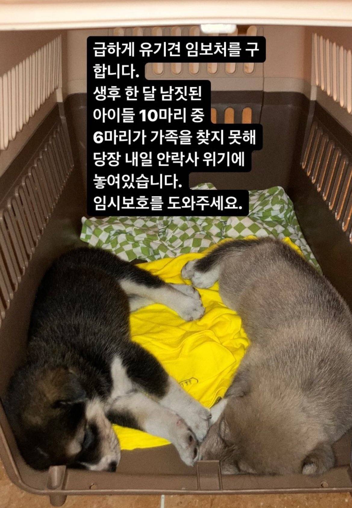 촬영팀에서 강아지 10마리를 한꺼번에 입양해서 촬영 '직후' 파양 | 인스티즈