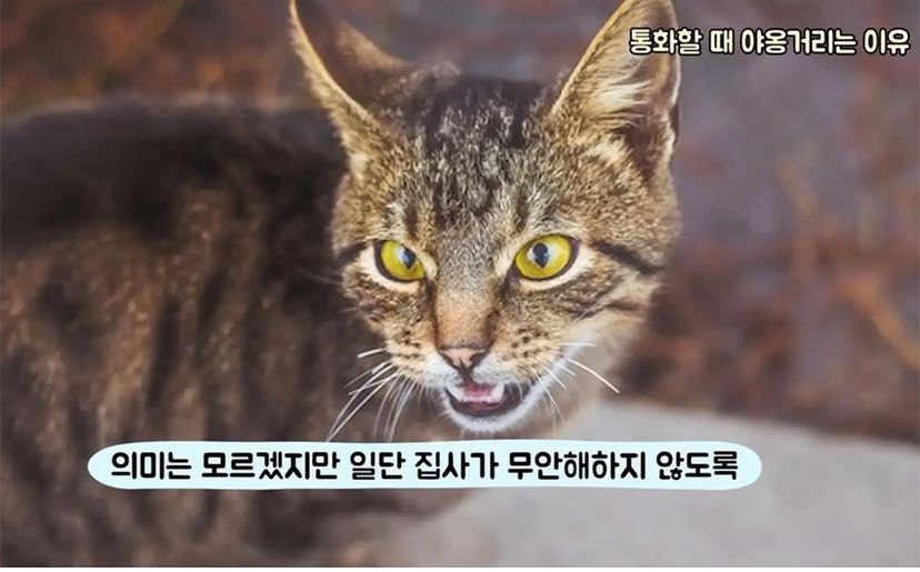 인간이 통화할 때 고양이가 야옹거리는 이유 | 인스티즈