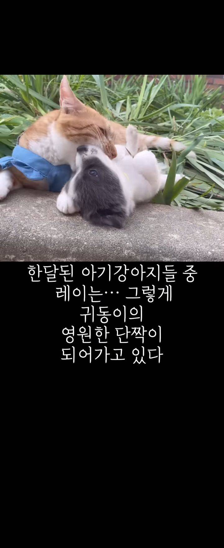 무리에 끼지 못하는 아픈 고양이의 친구가 되어준 새끼강아지.jpg | 인스티즈