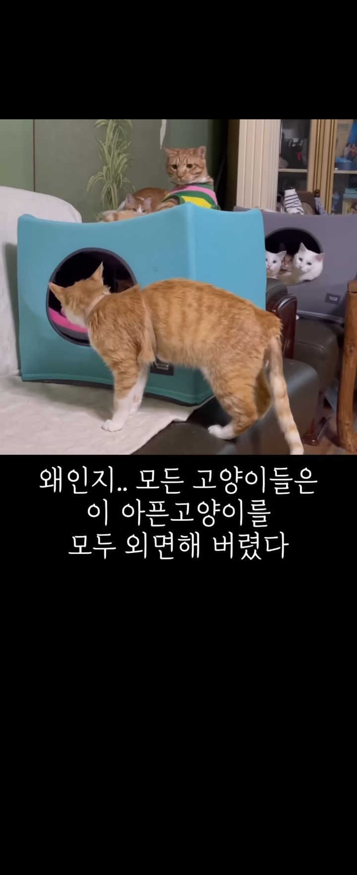 무리에 끼지 못하는 아픈 고양이의 친구가 되어준 새끼강아지.jpg | 인스티즈