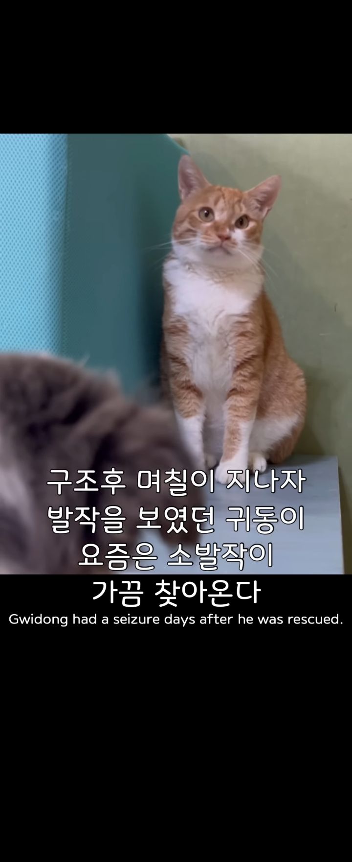 무리에 끼지 못하는 아픈 고양이의 친구가 되어준 새끼강아지.jpg | 인스티즈