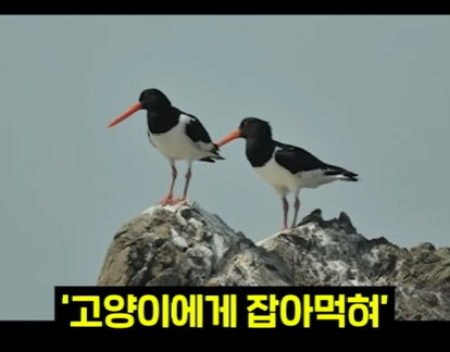 생태계를 박살내면 복구하기 어려운 이유.jpg | 인스티즈