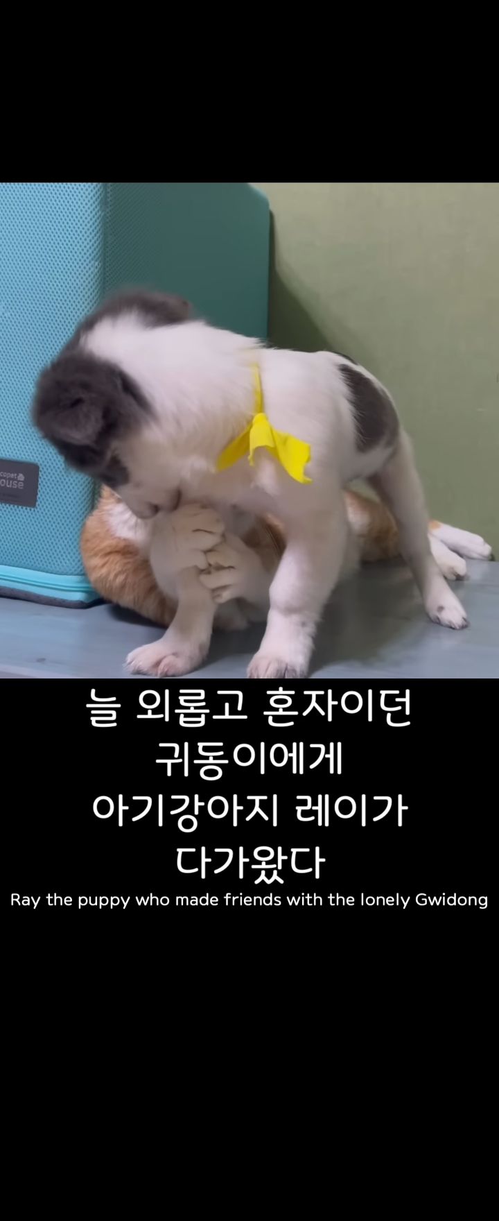 무리에 끼지 못하는 아픈 고양이의 친구가 되어준 새끼강아지.jpg | 인스티즈