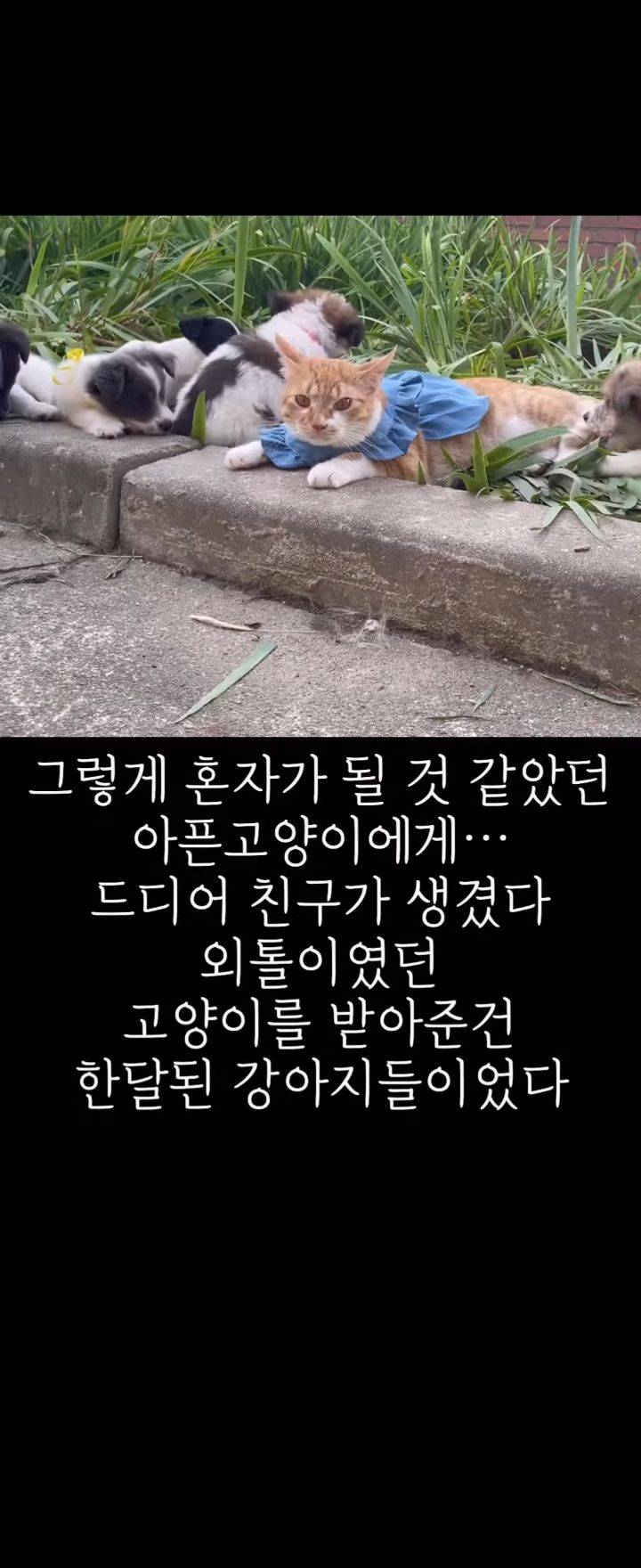 무리에 끼지 못하는 아픈 고양이의 친구가 되어준 새끼강아지.jpg | 인스티즈