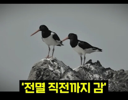 생태계를 박살내면 복구하기 어려운 이유.jpg | 인스티즈