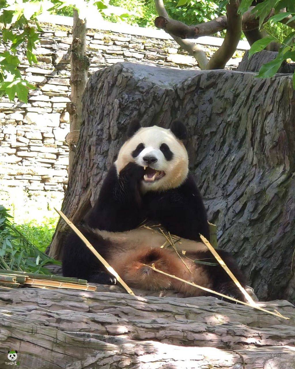 얼큰한 왕만두 푸바오🐼.jpg | 인스티즈