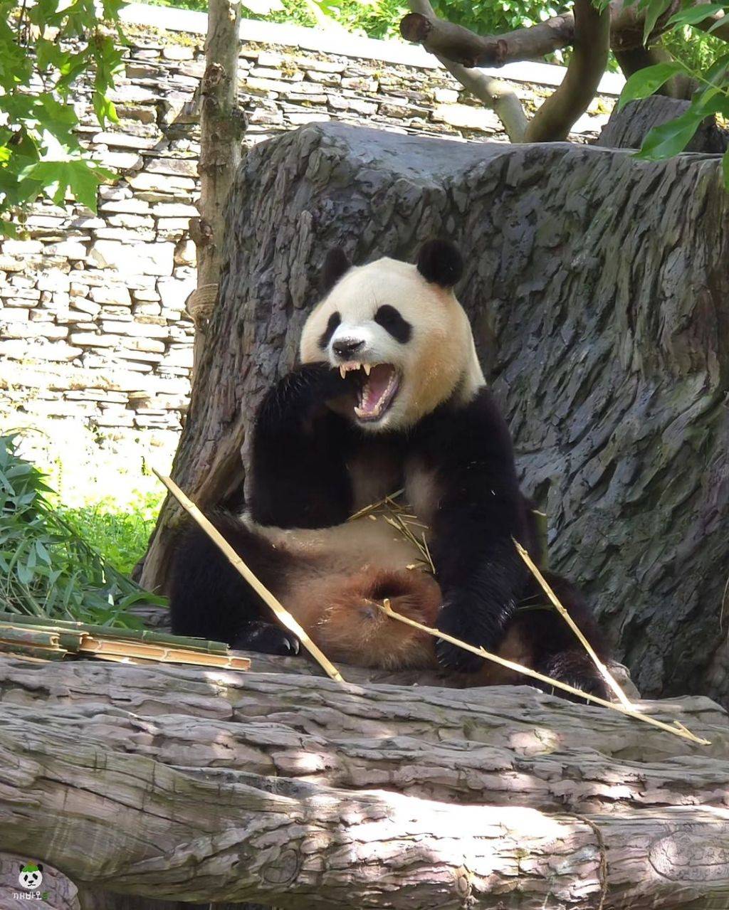 얼큰한 왕만두 푸바오🐼.jpg | 인스티즈