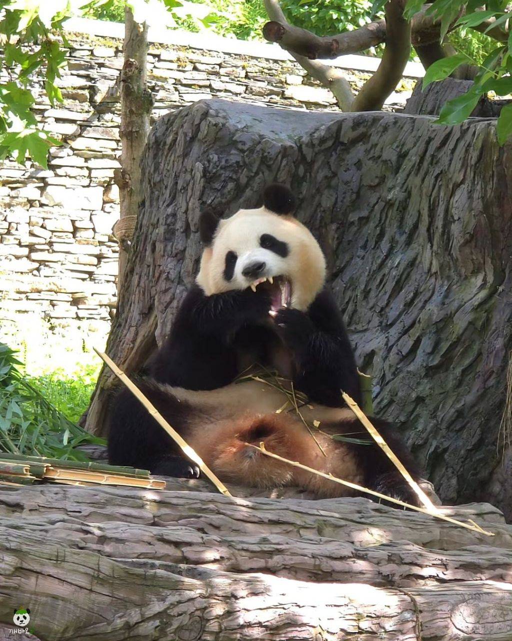 얼큰한 왕만두 푸바오🐼.jpg | 인스티즈