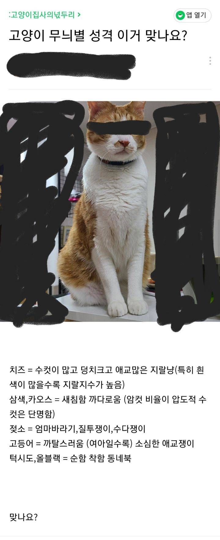 고양이 무늬별 성격.jpg | 인스티즈